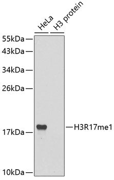 Anti-MonoMethyl-Histone H3 (Arg17) Rabbit Monoclonal Antibody