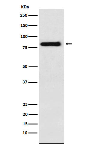 Anti-PAG1 Rabbit Monoclonal Antibody