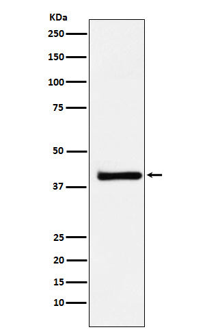 Anti-XRCC3 Rabbit Monoclonal Antibody