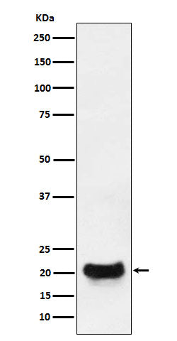 Anti-Dynactin Subunit 5 Rabbit Monoclonal Antibody