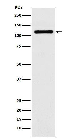 Anti-DPD Rabbit Monoclonal Antibody
