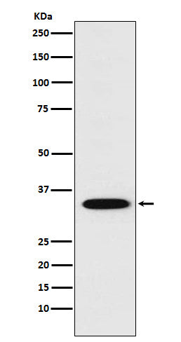 Anti-Syntaxin 1A Rabbit Monoclonal Antibody