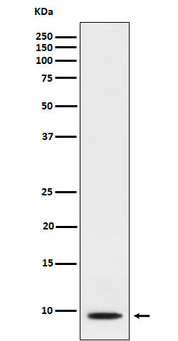 Anti-CXCL5 Rabbit Monoclonal Antibody