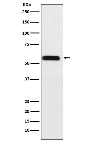 Anti-ANGPTL3 Rabbit Monoclonal Antibody