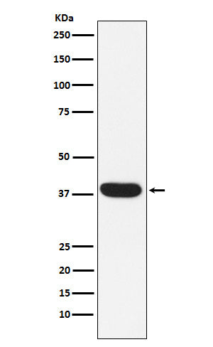 Anti-MYF5 Rabbit Monoclonal Antibody