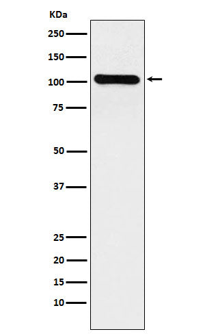 Anti-BACH1 Rabbit Monoclonal Antibody