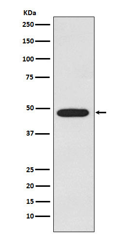 Anti-Galactosidase alpha Rabbit Monoclonal Antibody