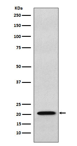 Anti-RAP1 Rabbit Monoclonal Antibody