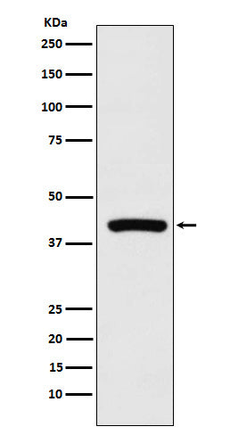 Anti-Cyclophilin 40 Rabbit Monoclonal Antibody