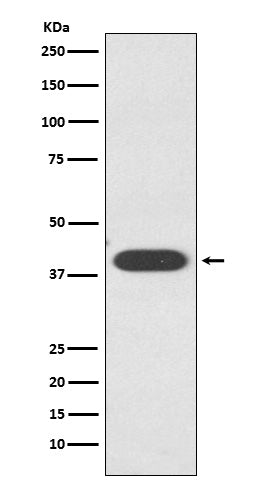 Anti-Zinc Alpha 2 Glycoprotein Rabbit Monoclonal Antibody