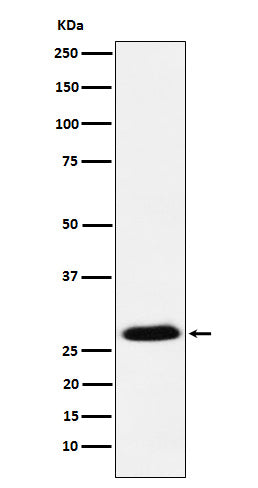 Anti-GSC Rabbit Monoclonal Antibody