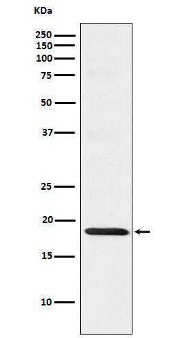 Anti-TOMM22 Rabbit Monoclonal Antibody