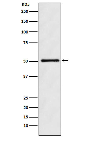 Anti-ODC1 Rabbit Monoclonal Antibody