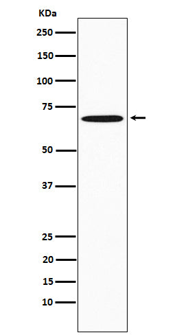 Anti-SAM68 Rabbit Monoclonal Antibody