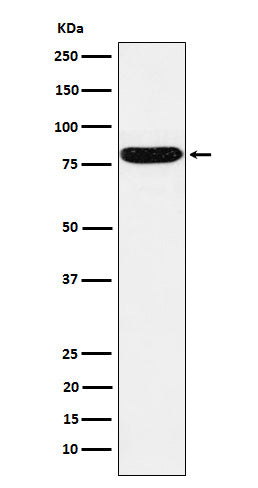 Anti-Hsf1 Rabbit Monoclonal Antibody