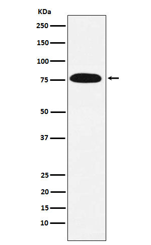 Anti-KHSRP Rabbit Monoclonal Antibody