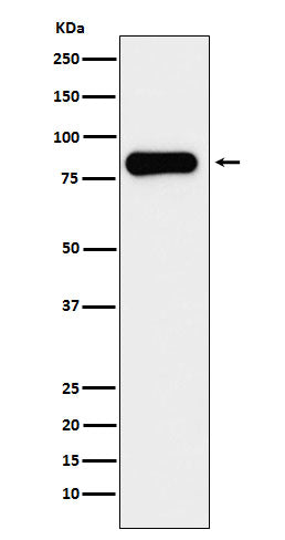 Anti-Aconitase 2 Rabbit Monoclonal Antibody