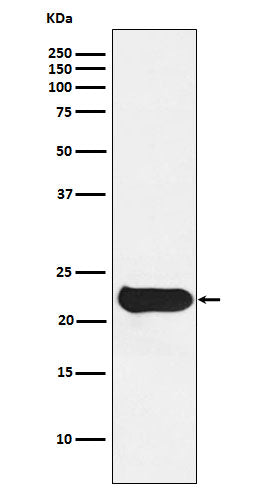 Anti-Glutathione Peroxidase 2 Rabbit Monoclonal Antibody