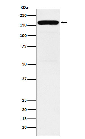 Anti-DIAPH1 Rabbit Monoclonal Antibody