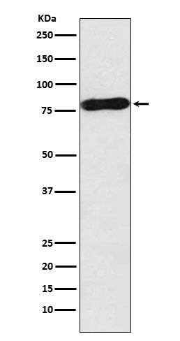 Anti-c-Myb Rabbit Monoclonal Antibody