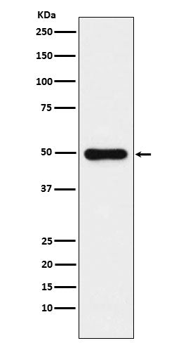Anti-Glutathione Synthetase Rabbit Monoclonal Antibody