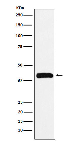 Anti-BUB3 Rabbit Monoclonal Antibody