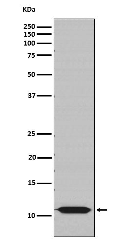 Anti-Cpn10 Rabbit Monoclonal Antibody
