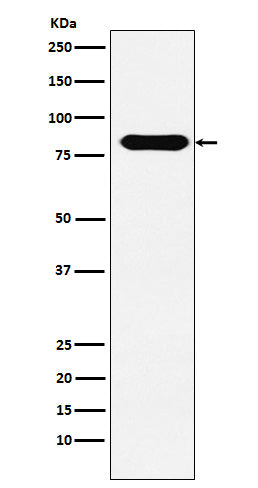 Anti-CD98 Rabbit Monoclonal Antibody