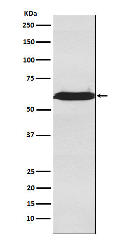 Anti-U2AF2 Rabbit Monoclonal Antibody