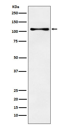 Anti-CENPC Rabbit Monoclonal Antibody