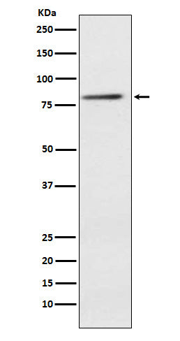 Anti-ELMO1 Rabbit Monoclonal Antibody