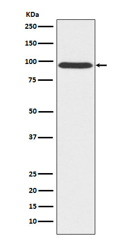 Anti-Gephyrin Rabbit Monoclonal Antibody