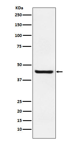 Anti-Septin 2 Rabbit Monoclonal Antibody