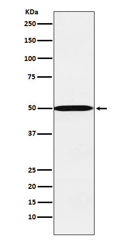 Anti-Cytochrome P450 26A1 Rabbit Monoclonal Antibody