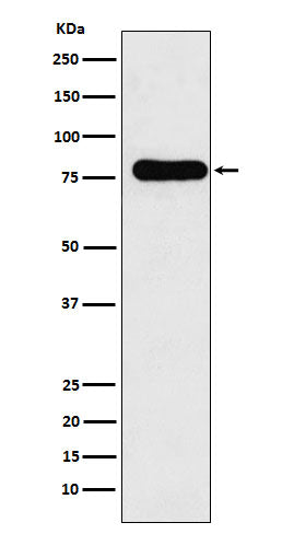 Anti-GAB1 Rabbit Monoclonal Antibody
