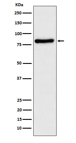 Anti-TLE1 Rabbit Monoclonal Antibody