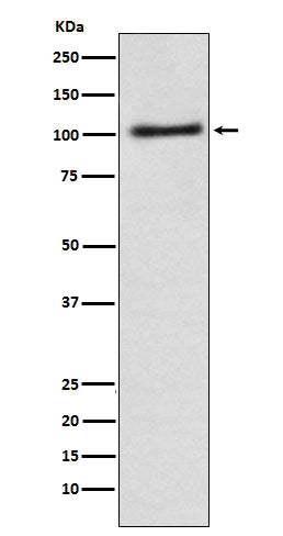 Anti-alpha 1-adaptin Rabbit Monoclonal Antibody
