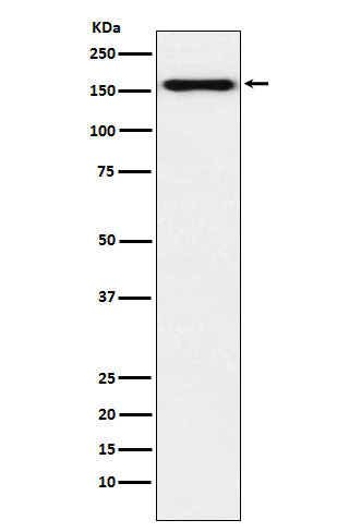 Anti-Desmoglein 2 Rabbit Monoclonal Antibody
