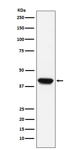 Anti-Biglycan Rabbit Monoclonal Antibody