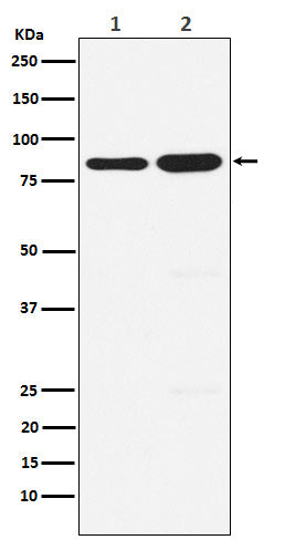 Anti-KAT2B Rabbit Monoclonal Antibody