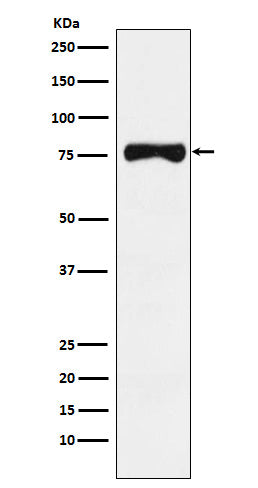 Anti-DHICA Oxidase Rabbit Monoclonal Antibody
