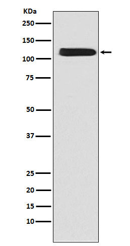 Anti-NCX1 Rabbit Monoclonal Antibody