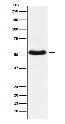 Anti-VGluT1 Rabbit Monoclonal Antibody