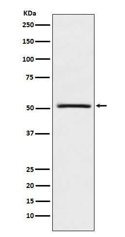 Anti-NR0B1 Rabbit Monoclonal Antibody