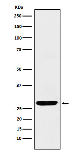 Anti-SCGN Rabbit Monoclonal Antibody