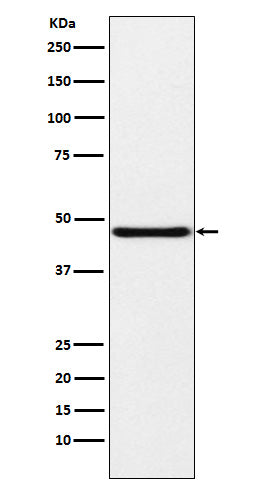 Anti-NPHS2 Rabbit Monoclonal Antibody