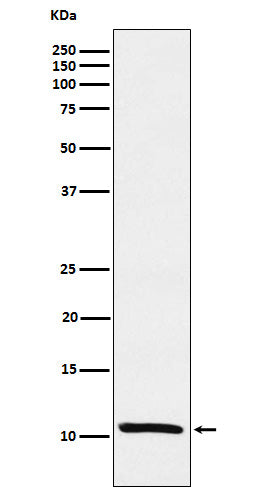 Anti-Estrogen Inducible Protein pS2 Rabbit Monoclonal Antibody