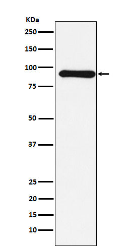 Anti-Cullin 1 Rabbit Monoclonal Antibody