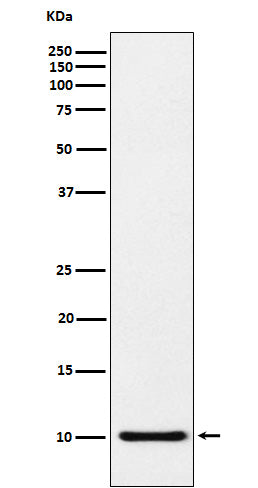 Anti-RANTES Rabbit Monoclonal Antibody