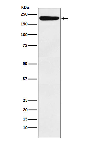 Anti-IQGAP1 Rabbit Monoclonal Antibody